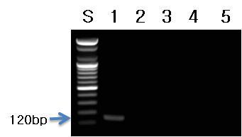 라즈베리 프라이머를 이용한 PCR 결과.
