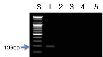 블랙라즈베리 프라이머를 이용한 PCR 결과.