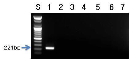 블루베리 프라이머를 이용한 PCR 결과.