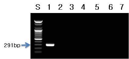 아사이베리 프라이머를 이용한 PCR 결과.