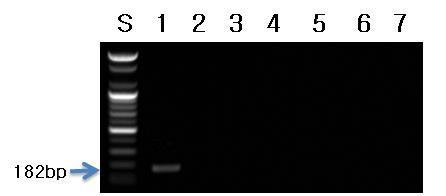 목이버섯 프라이머를 이용한 PCR 결과.