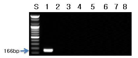 능이버섯 프라이머를 이용한 PCR 결과.