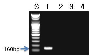 하수오 프라이머를 이용한 PCR 결과.