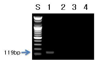 이엽우피소 프라이머를 이용한 PCR 결과.