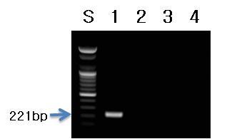 참나물 프라이머를 이용한 PCR 결과.