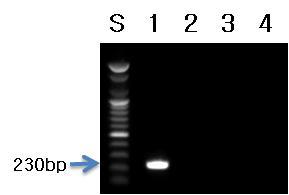 파드득나물 프라이머를 이용한 PCR 결과.