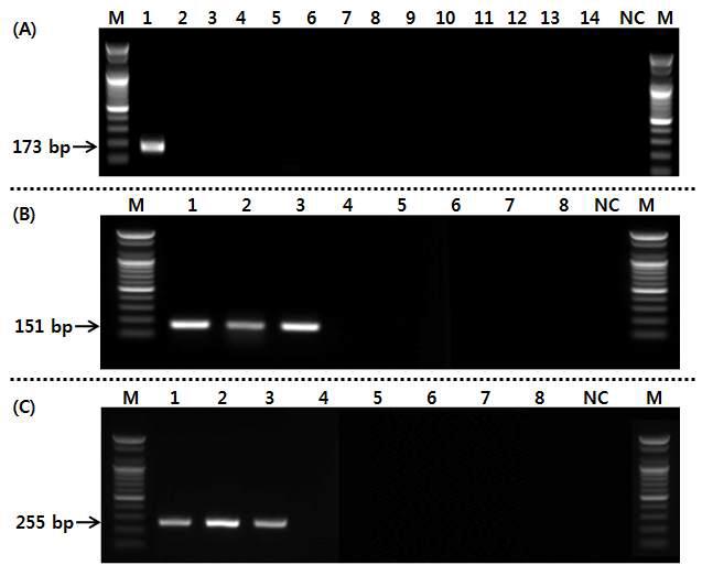 돼지(A), 어류(B) 및 식물성(C) 종 특이 프라이머를 사용한 PCR 결과.