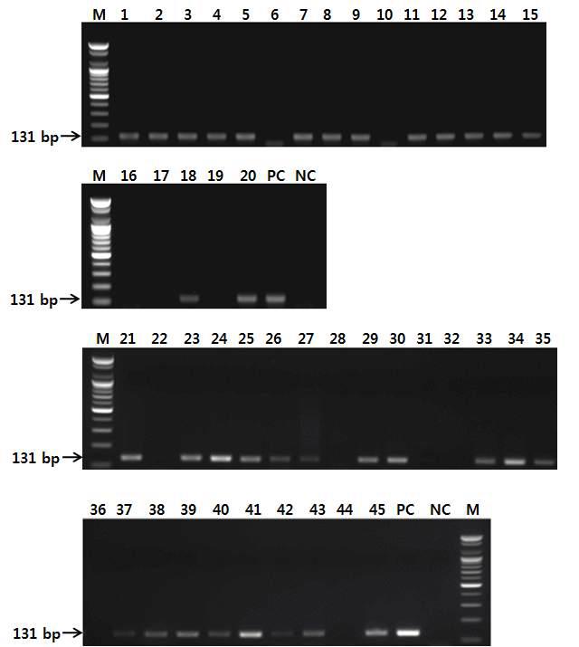 소 종 특이 프라이머를 사용한 PCR 결과.