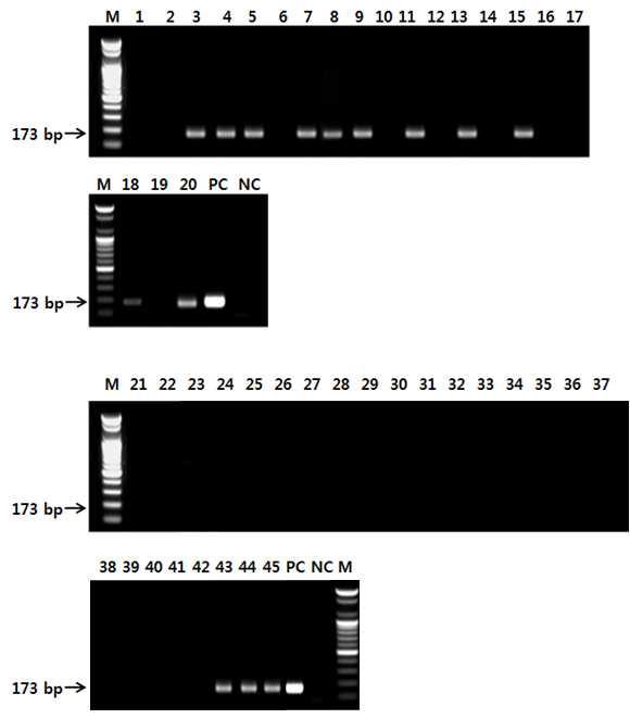돼지 종 특이 프라이머를 사용한 PCR 결과.