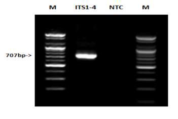 일반 프라이머를 이용한 시료의 PCR 결과.