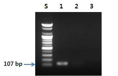 개선된 명태 특이 프라이머를 이용한 PCR 결과.