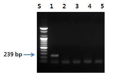개선된 오징어 특이 프라이머를 이용한 PCR 결과.