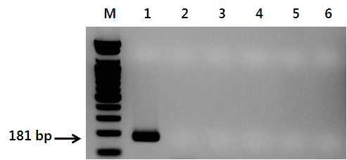 개선된 마 특이 프라이머를 이용한 PCR 결과.