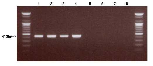개선된 다랑어류 특이 프라이머를 이용한 PCR