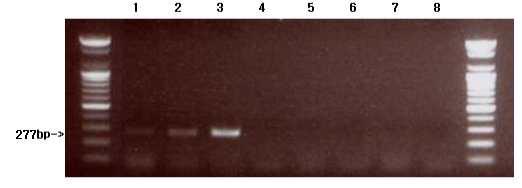 개선된 새치류 특이 프라이머를 이용한 PCR 결과.