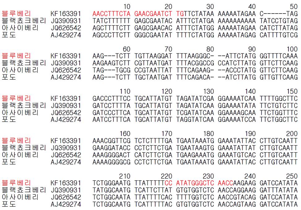 블루베리 종 특이 프라이머 설계를 위한 유전자(matK) 염기서열 비교 및 분석.