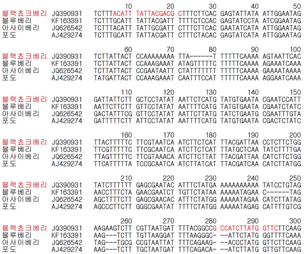 블랙쵸크베리 종 특이 프라이머 설계를 위한 유전자(matK) 염기서열 비교 및 분석