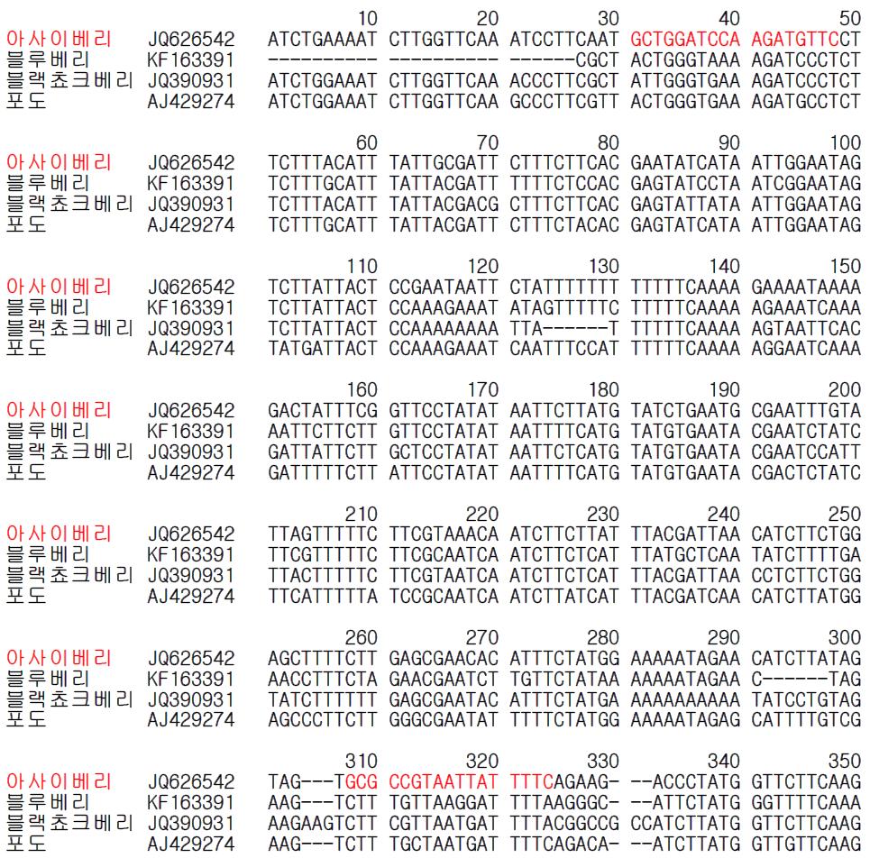 아사이베리 종 특이 프라이머 설계를 위한 유전자(matK) 염기서열 비교 및 분석.