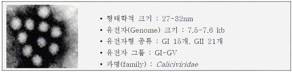 노로바이러스 전자현미경 이미지