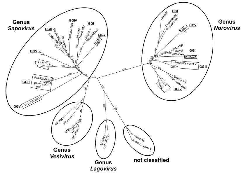 Caliciviridae 분류학적 구분