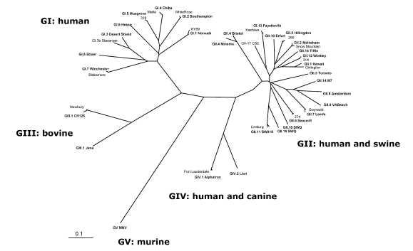 노로바이러스 5개의 genogroup(GI-V)