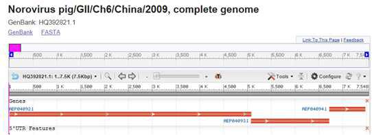 Porcine 노로바이러스 complete genome