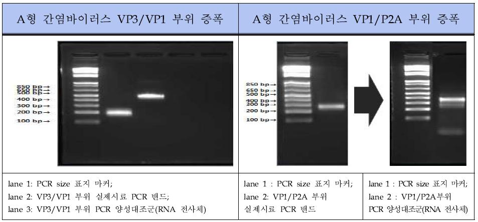 A형 간염바이러스 Conventional RT-PCR 표준양성대조군 PCR 결과