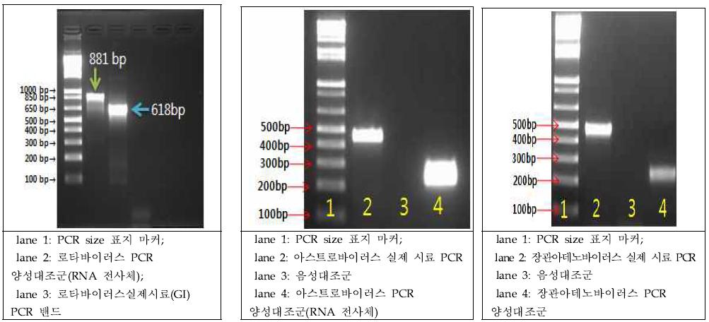 로타바이러스(좌),아스트로바이러스(중), 장관아데노바이러스(우) Conventional RT-PCR 표준양성대조군 PCR 결과