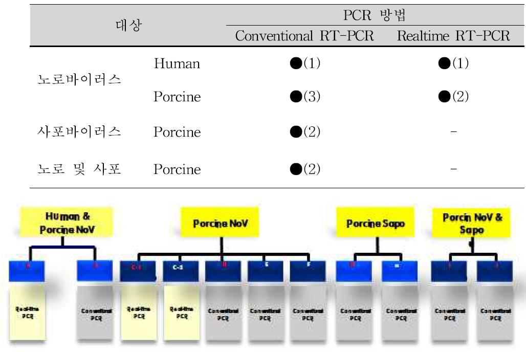 본 연구수행에 사용한 유전자 증폭방법 요약