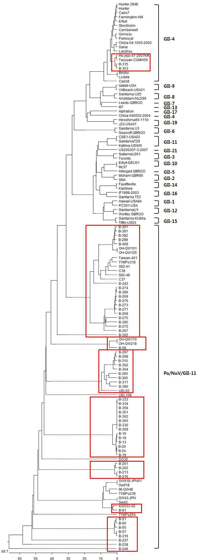 돼지 분변에서 검출된 GII그룹 노로바이러스 계통학적 분석 결과