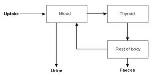 요오드의 생체동력학 모델(Biokinetic model)