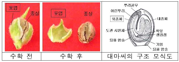 대마 씨 구조