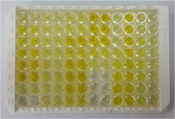 모든 시험절차가 진행된 96well plate