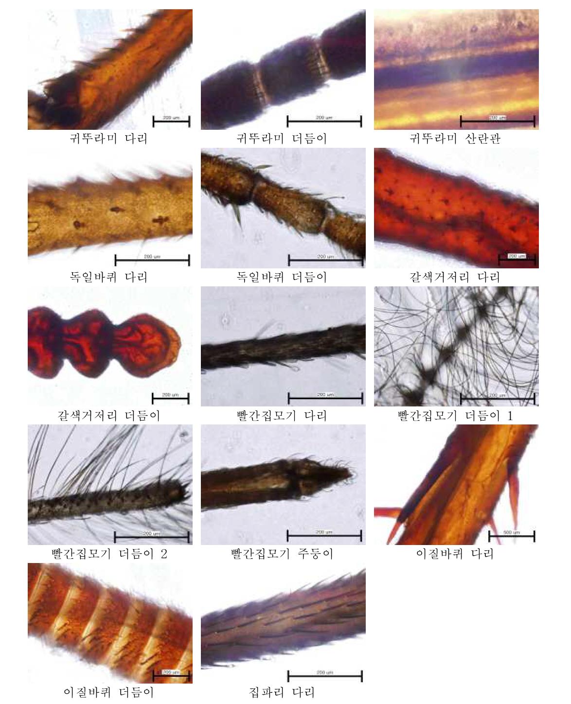 광학현미경을 이용한 곤충의 신체부위별 투과상 관찰 결과