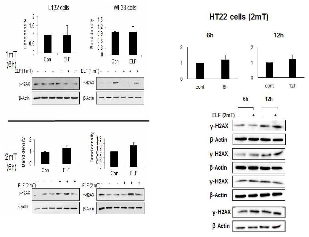 ELF의 gammaH2AX의 발현에 미치는 영향