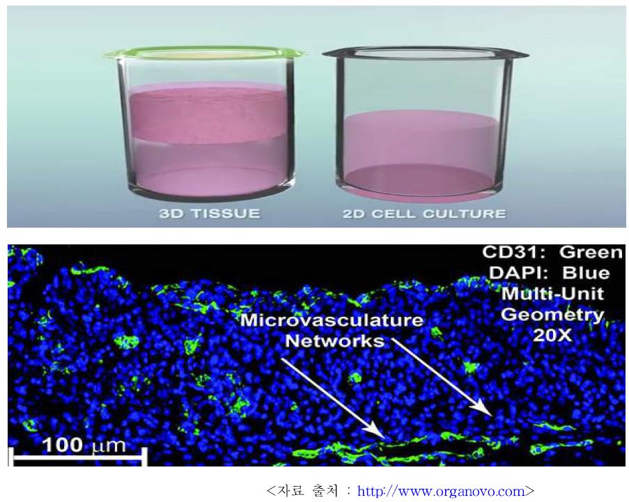 (위) 혈관 형성 과정 그래픽 모식도 (아래) 혈관 형성 현미경 관찰 모식도