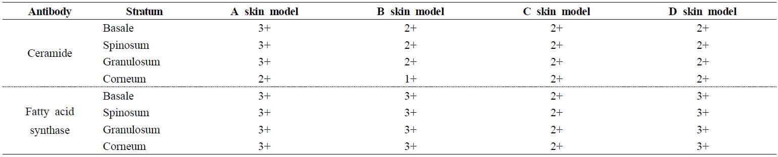 Summary of the immunohistochemical staining results in the stimulant group of each skin model.