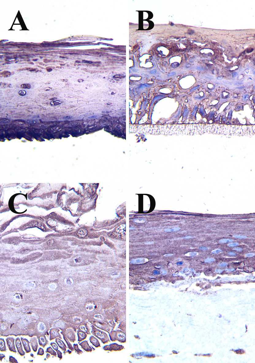 The representative images of the positive control group of the immunostain for ceramide in each skin model