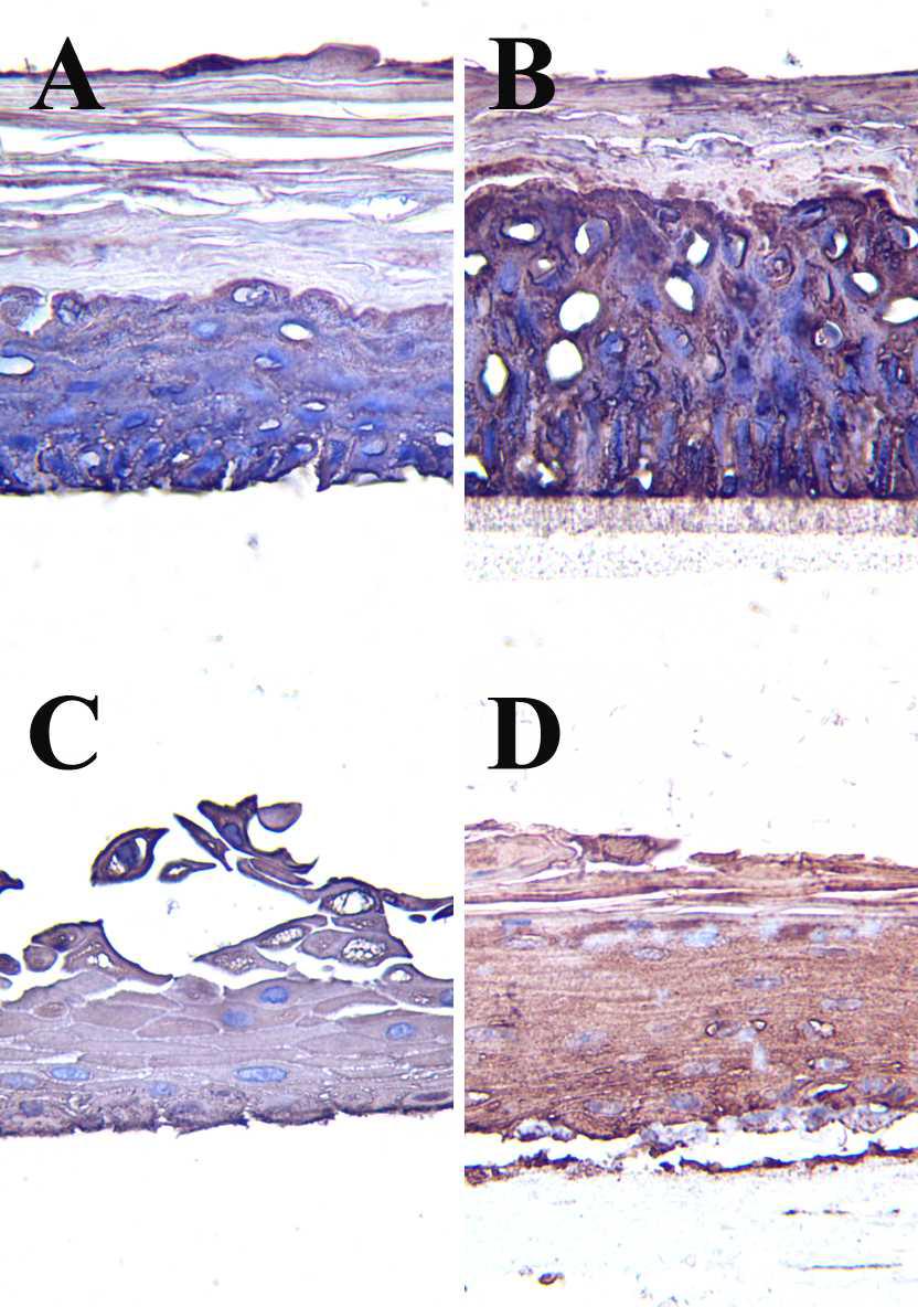 The representative images of the non-stimulnat group of the immunostain for ceramide in each skin model.
