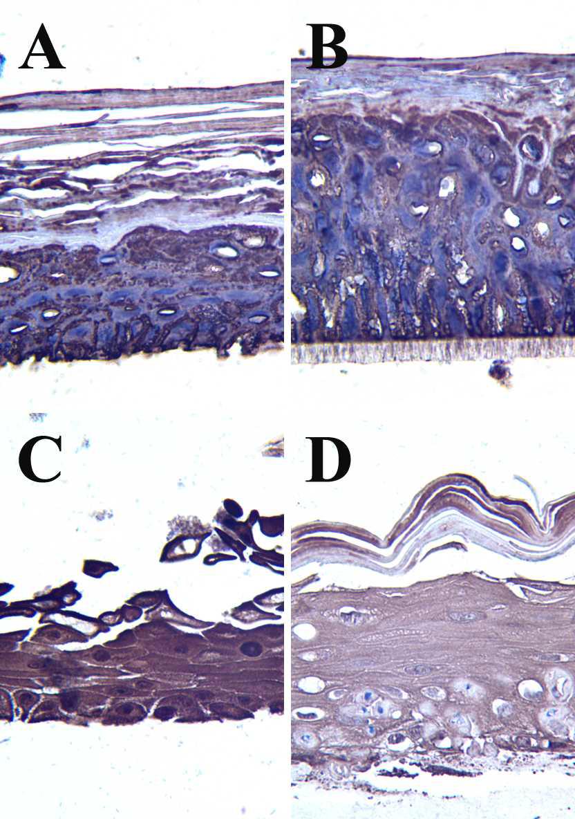 The representative images of the nonstiumlant group of the immunostain for fatty acid synthase in each skin model