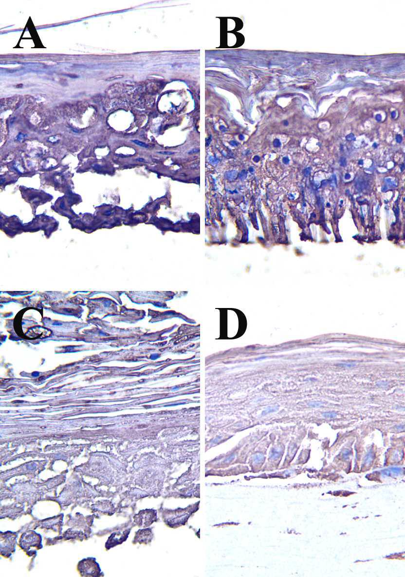 The representative images of the stimulant control group of the immunostain for ceramide in each skin model