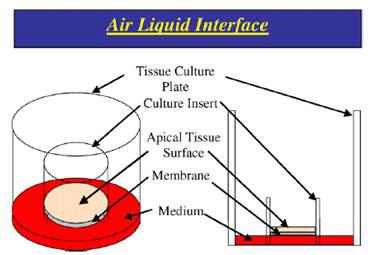 구강점막모델의 Air-liquid interface 배양 도식도