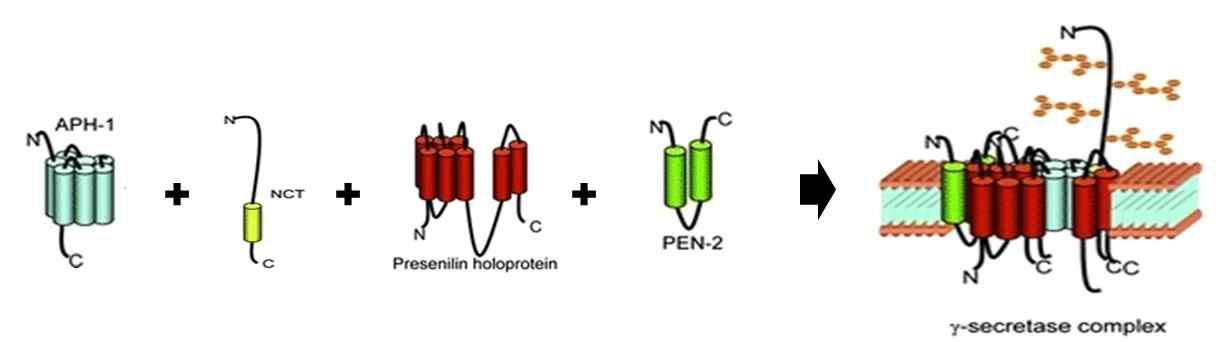 γ-secretase complex