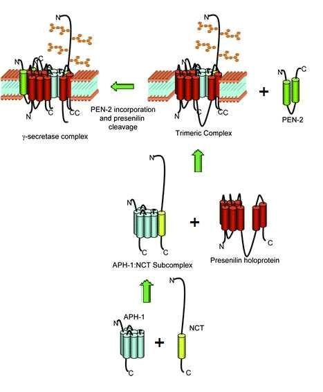 Formation of the γ-secretase complex