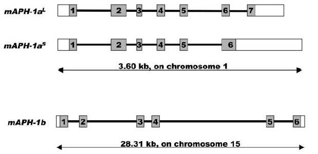 Gene structures of mammalian APH1 (mAPH1)