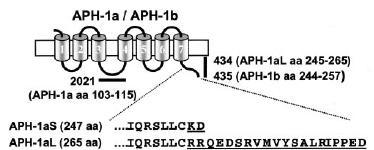 Schematic representation of APH1