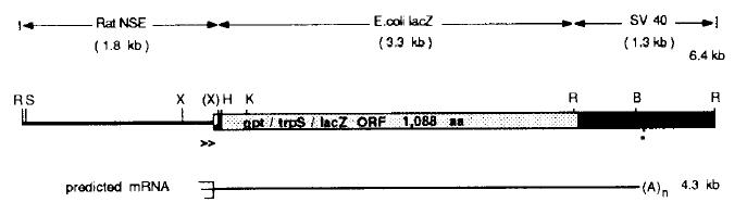 Construction of the NSE-lacZ Fusion gene.