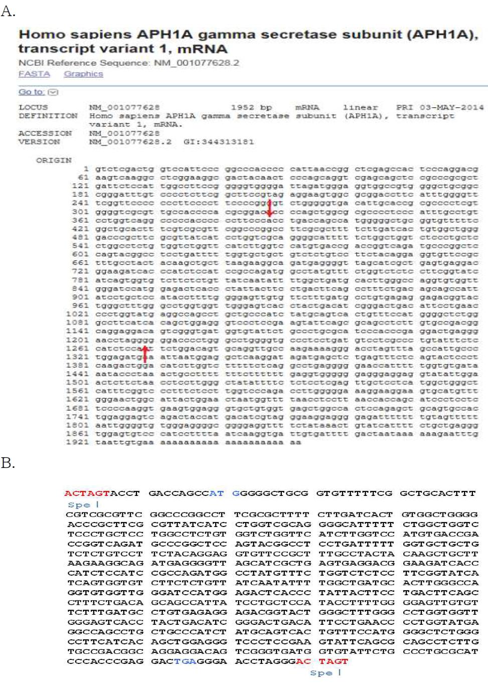 APH1a(Fig 9. NM_001077628.2) sequncing