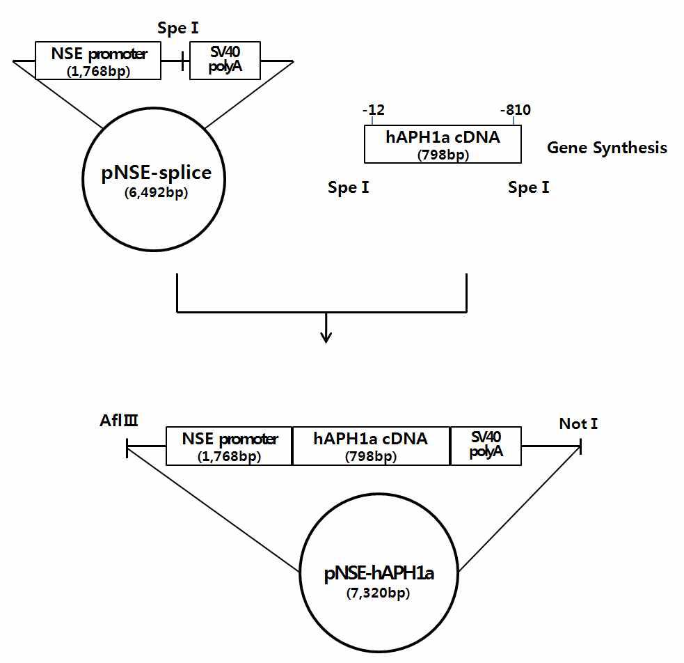 Strategy for construction of the pNSE-APH1a.