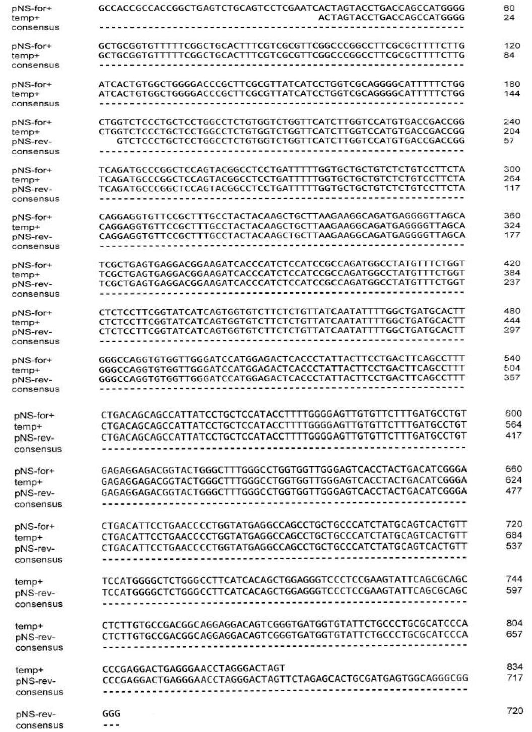 pNSE-APH1a sequencing 결과